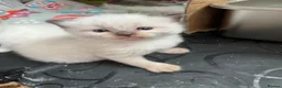 Ragdoll cats for sale: GCCF REG RAGDOLL KITTENS LILAC CHOC SEAL  - Advert 33