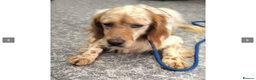 English Setter dogs for adoption: Galio in Newcastle upon Tyne - Advert 3