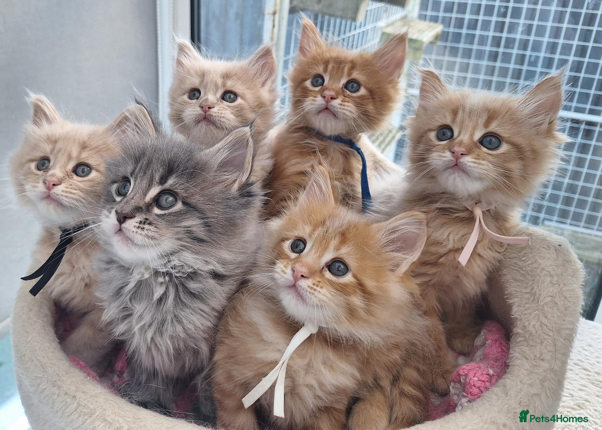 Maine Coon cats Mainecoon kittens  - Advert 2