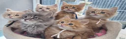 Maine Coon cats for sale: Mainecoon kittens  - Advert 1