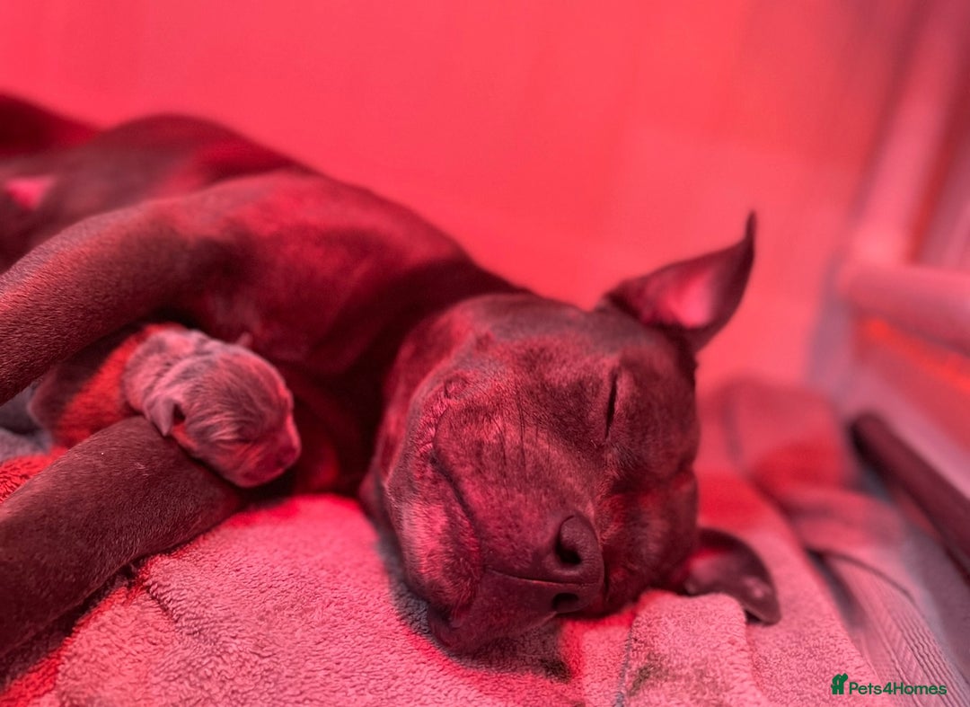Staffordshire Bull Terrier dogs for sale: Blue Staffordshire Bull Terrier Champion Pups  - Image 17