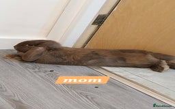 Mini Lop rabbits for sale: 3 Beautiful purebred minilops 2 girls 1 boy - Image 10