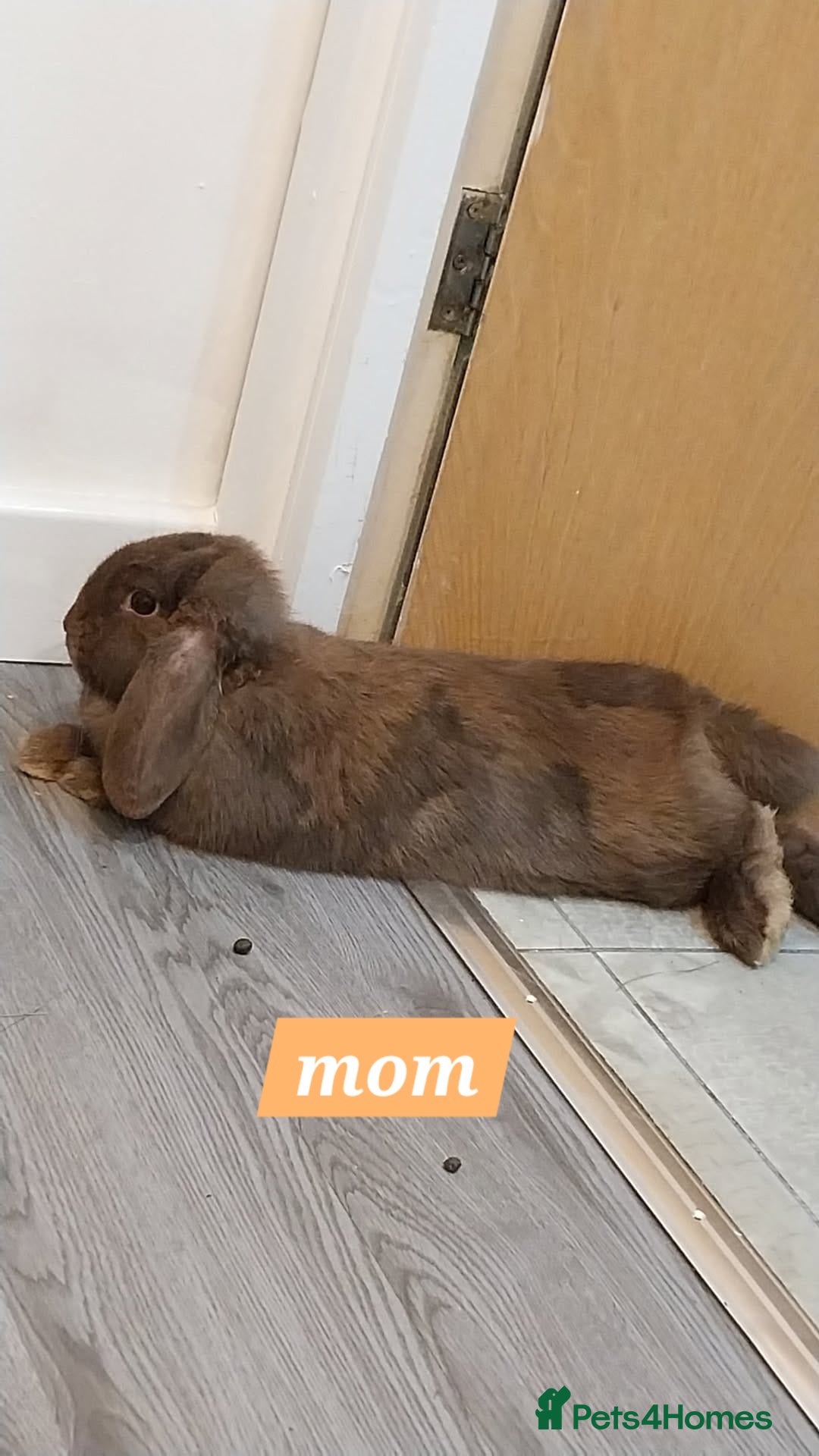 Mini Lop rabbits for sale: 3 Beautiful purebred minilops 2 girls 1 boy - Image 10