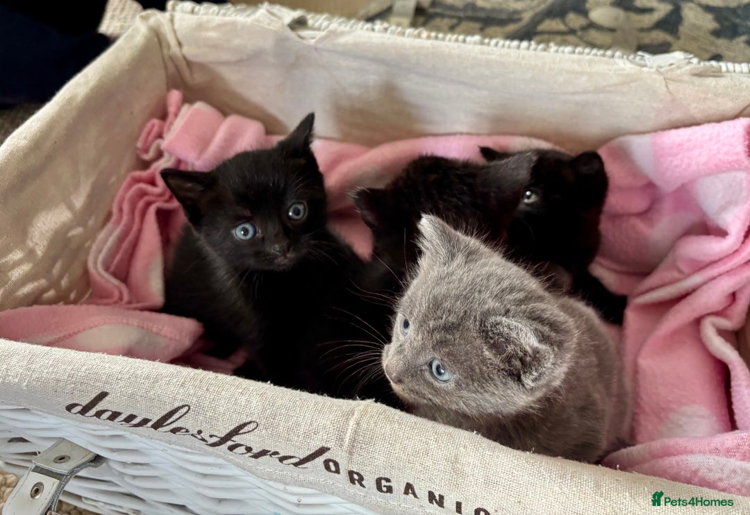 Domestic Shorthair cats for sale: Beautiful Kittens for sale  - Image 5