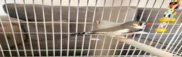 Finches birds for sale: Zebra Finches For Sale - Advert 3