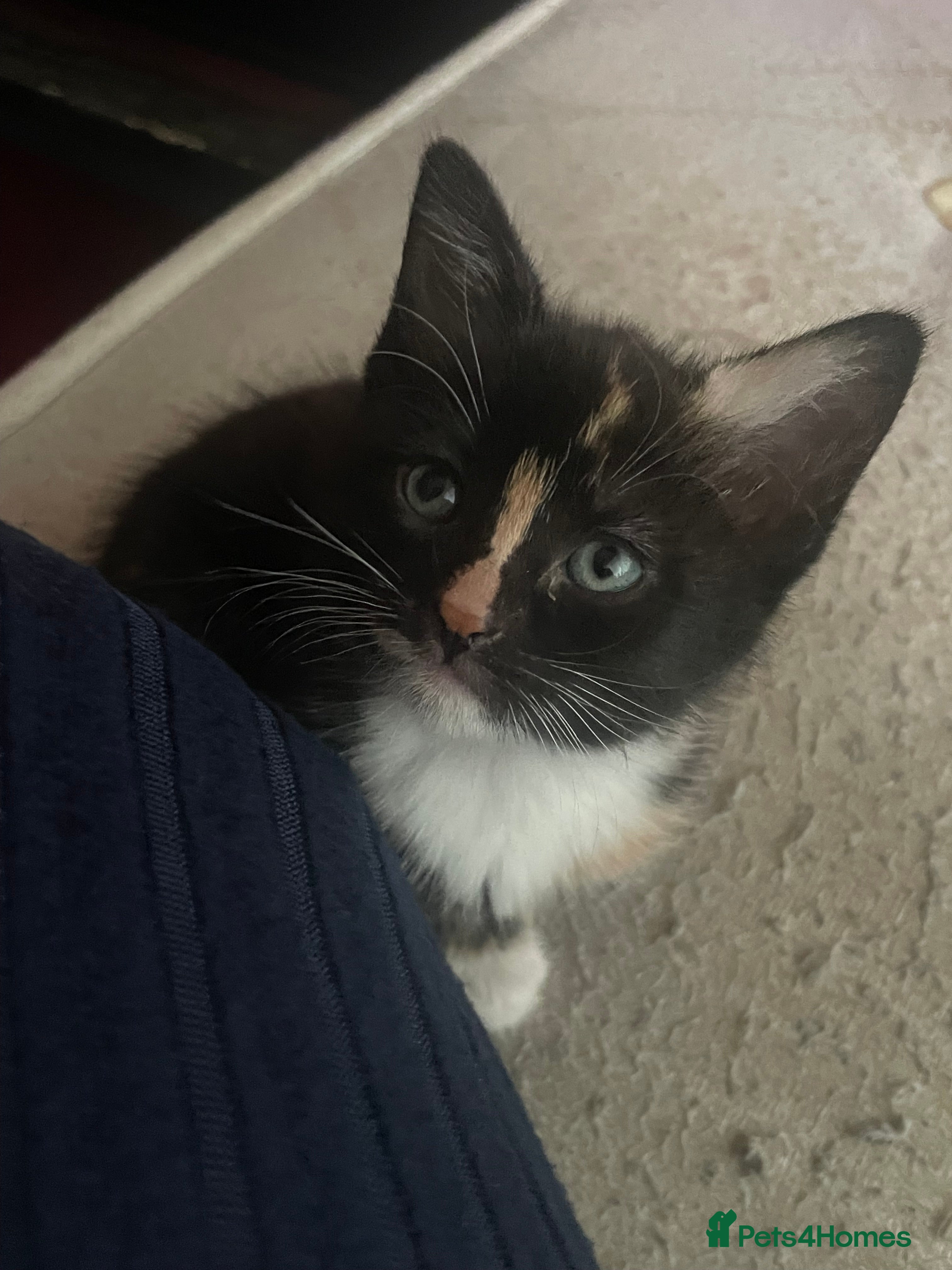 Mixed Breed cats Kittens - Advert 4