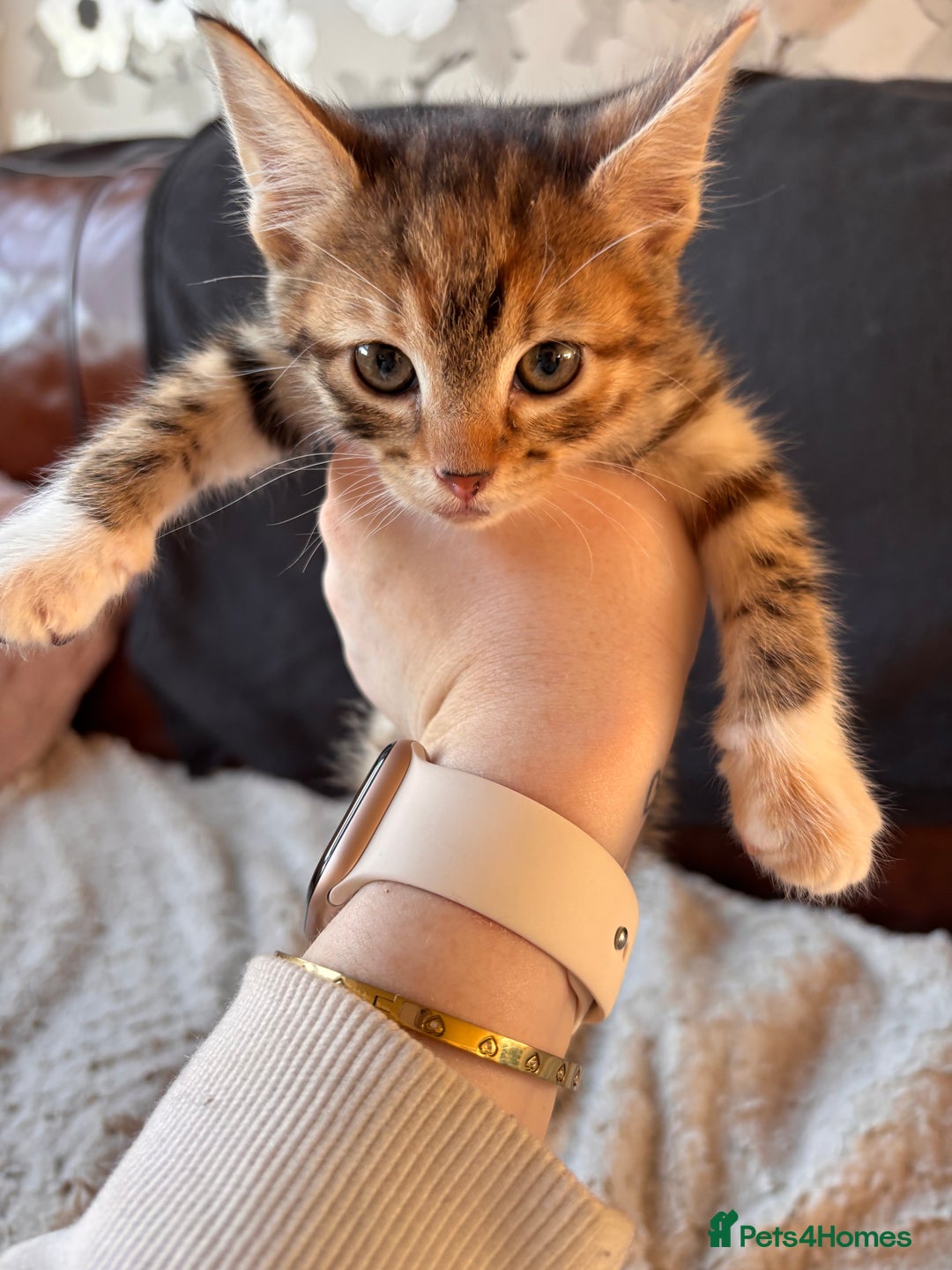 Bengal cats for sale: Bengal Mix Female - Advert 4