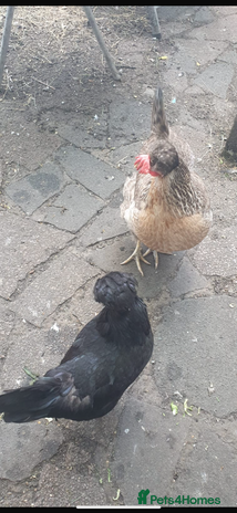 Chickens poultry - Advert 17