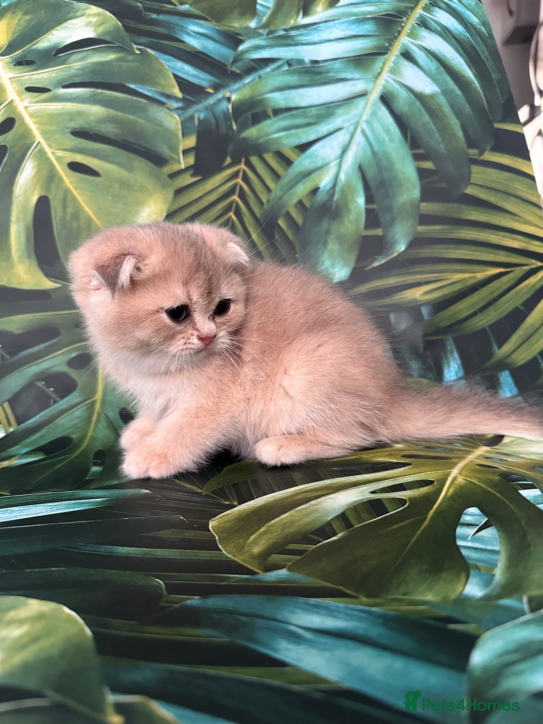 Scottish Fold cats for sale: Pedigree Scottish Fold kittens - Image 13