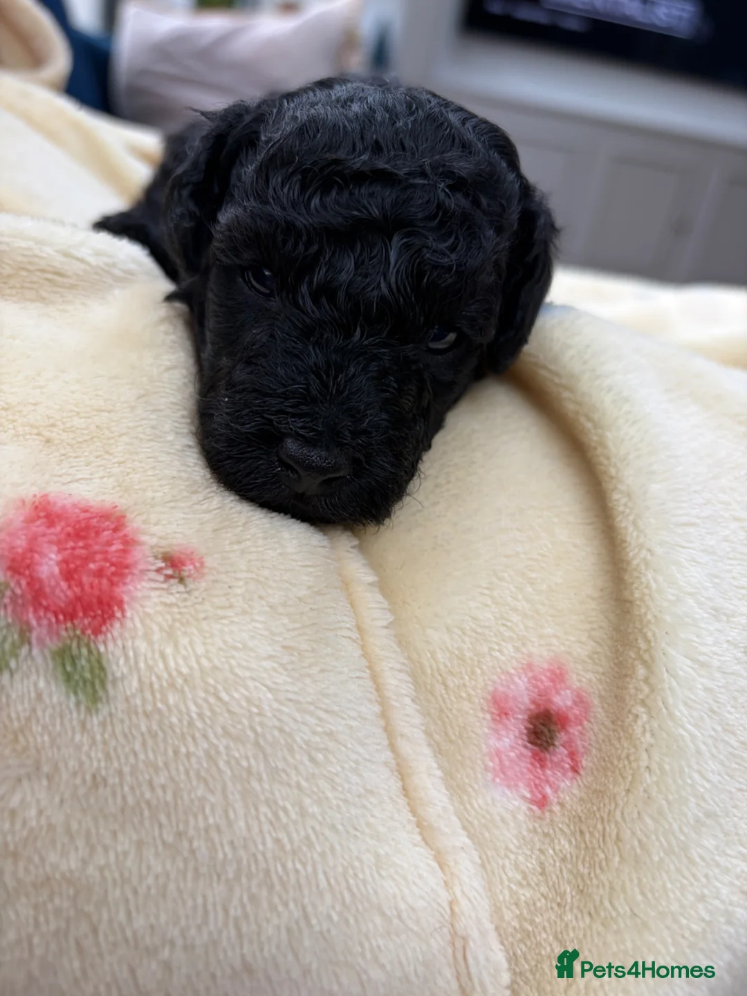 Toy Poodle dogs for sale: Gorgeous toy poodle puppies  - Advert 2
