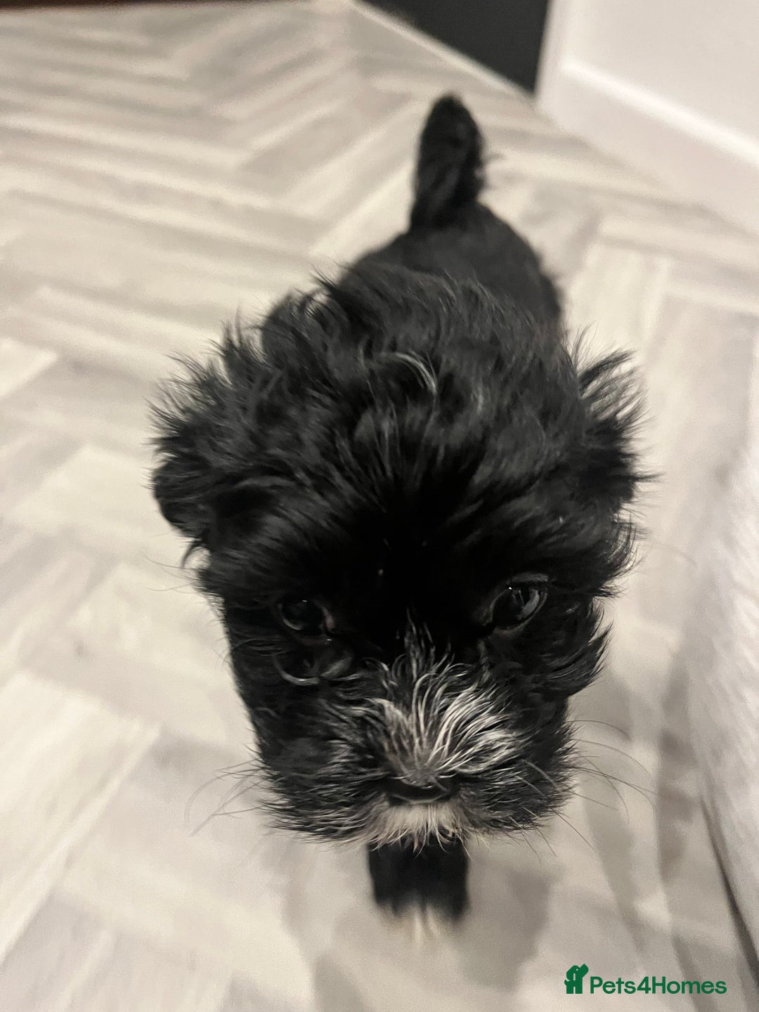 Mixed Breed dogs for sale: Maltese cross Chinese crested puppies for sale - Advert 14