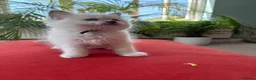 Ragdoll cats for sale: Rare Lilac Grand Champion Excellent Pedigree  - Advert 22