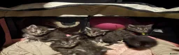 Maine Coon cats for sale: Beautiful Maine coon  kittens  - Advert 6
