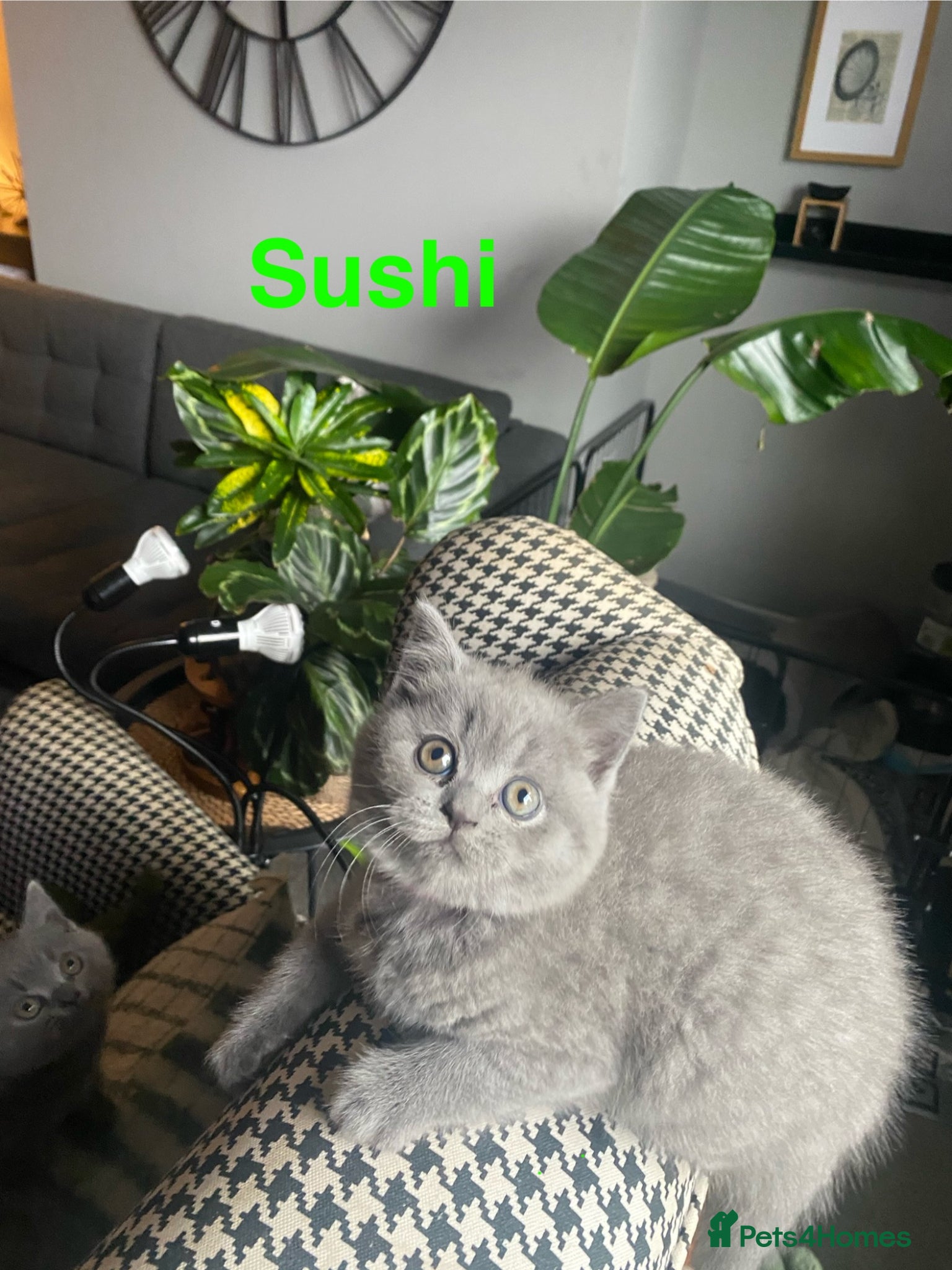 British Shorthair cats Gorgeous GCCF British Shorthair Kittens  - Advert 4