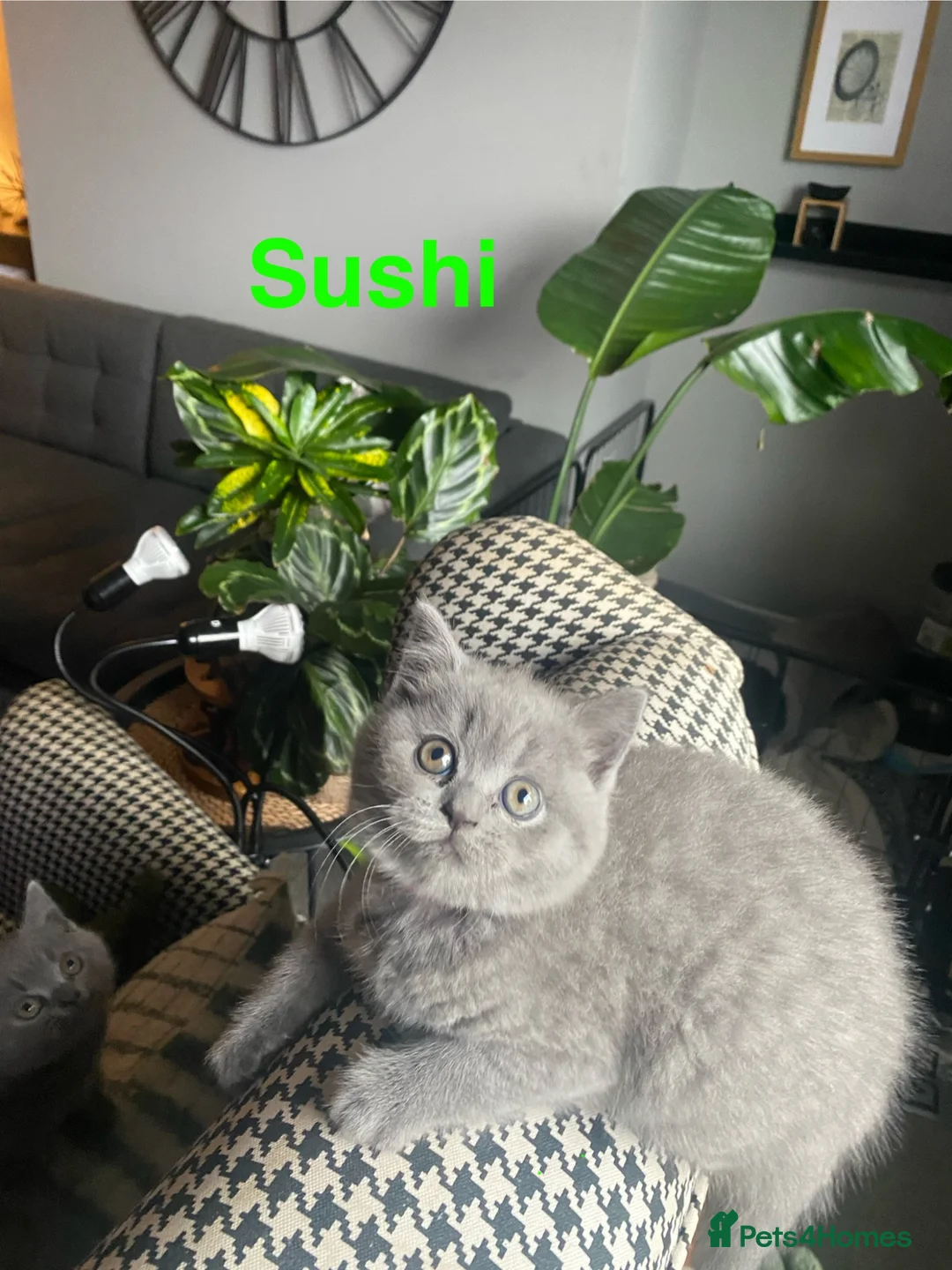 British Shorthair cats for sale: Gorgeous GCCF British Shorthair Kittens  - Advert 1