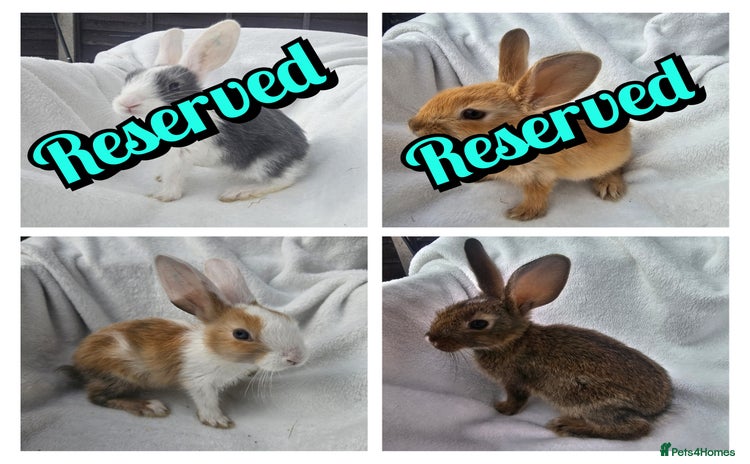 Mixed Breed rabbits - Advert 5