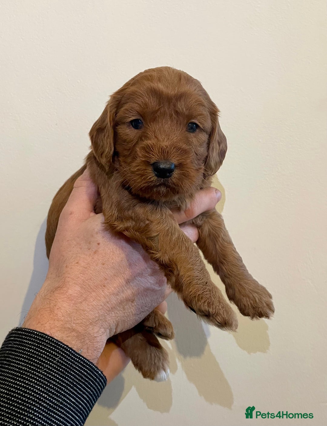 Cockapoo dogs for sale: Beautiful F1 Cockapoos - Advert 4