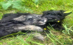 Miniature Schnauzer dogs for sale: KC miniature schnauzer puppies  - Image 9