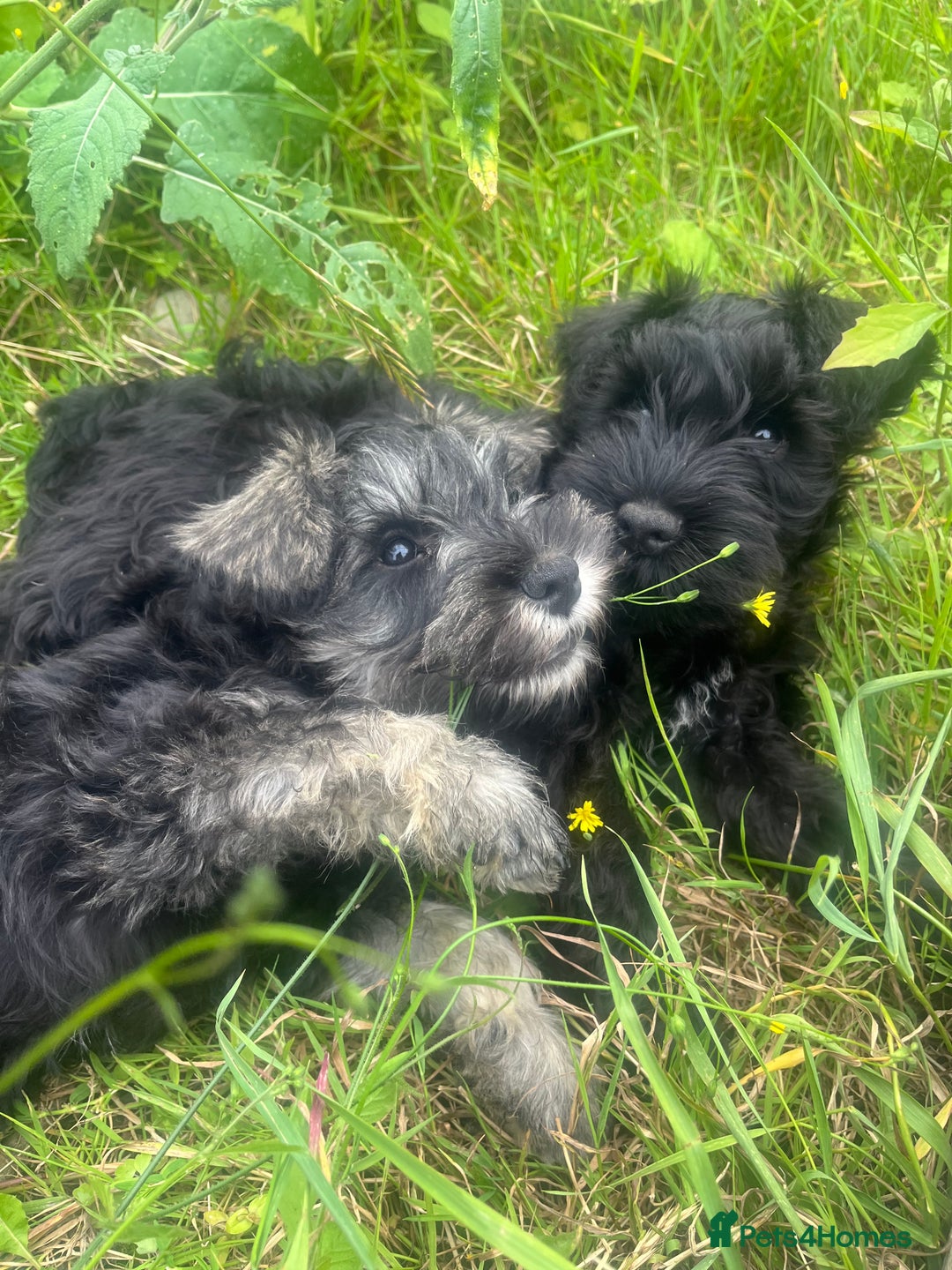 Miniature Schnauzer dogs for sale: KC miniature schnauzer puppies  - Image 9