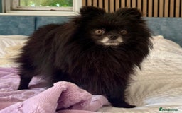 Pomeranian dogs for adoption: Nike – Torn From the Edge of Death - Image 2