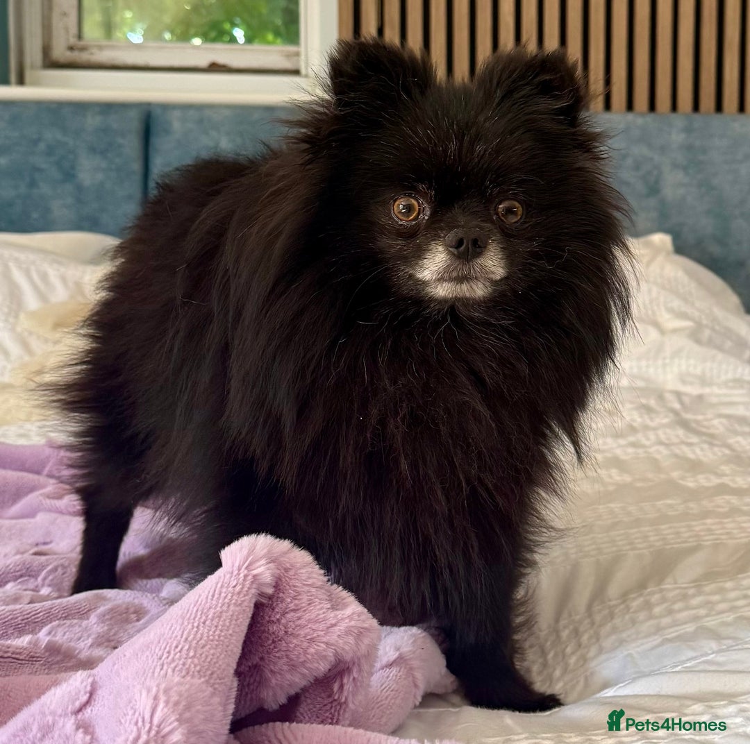 Pomeranian dogs for adoption: Nike – Torn From the Edge of Death - Image 2