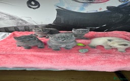 British Shorthair cats for sale: Adorable British blue Shorthair Kittens  - Image 14