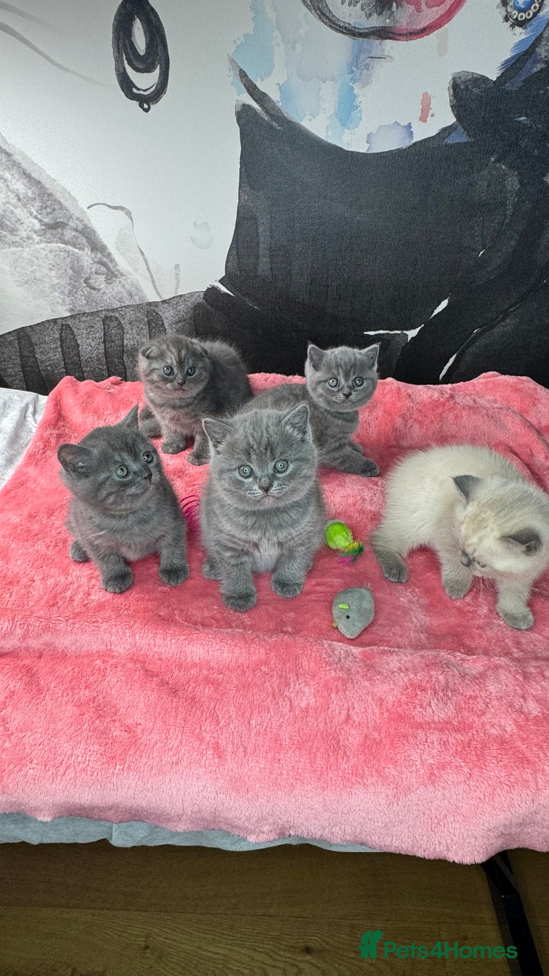 British Shorthair cats for sale: Adorable British blue Shorthair Kittens  - Image 14