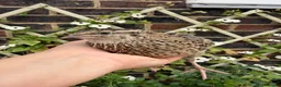 Quail poultry for sale: Scarlet / Red range Coturnix quail  - Advert 6
