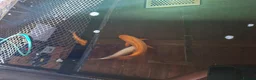 Pond Fish fish for sale: Various pond fish, koi, goldfish for sale - Advert 9