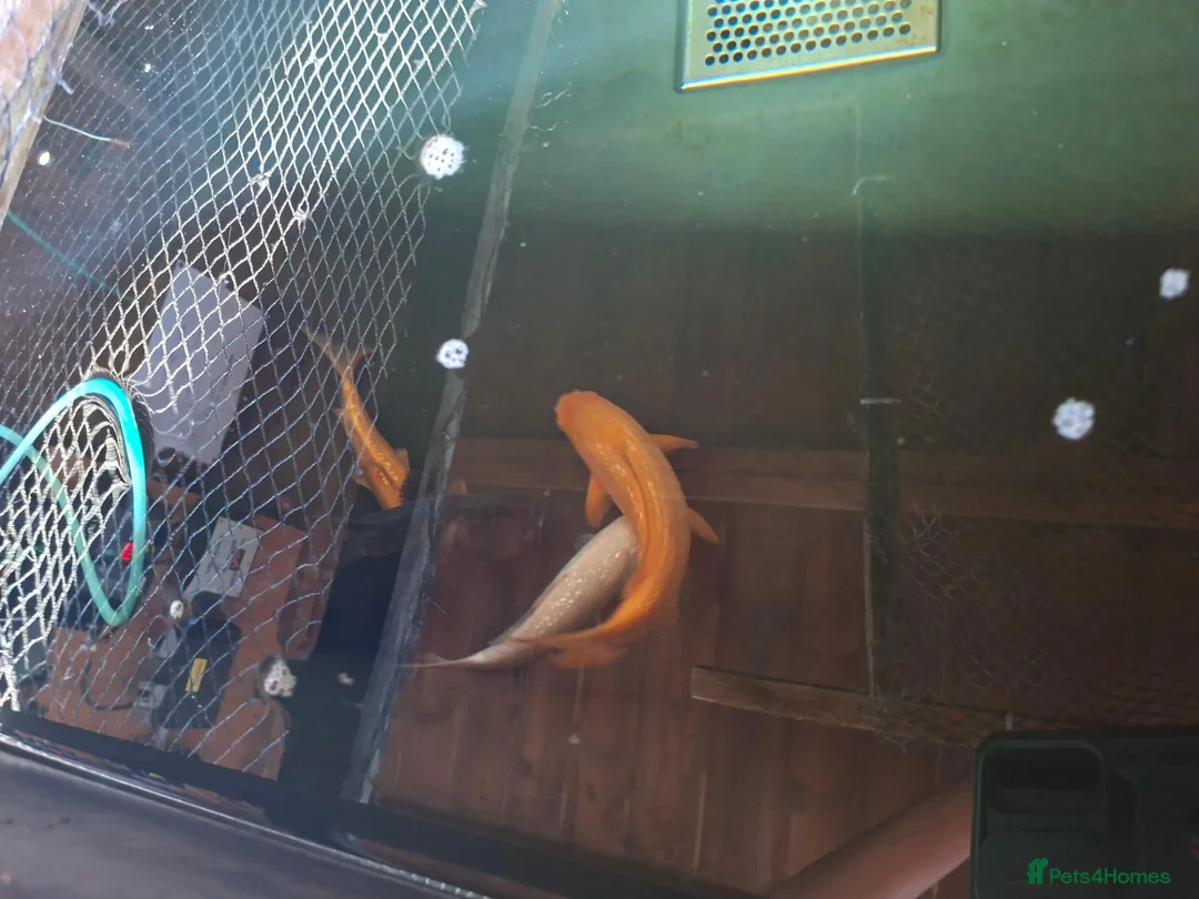 Pond Fish fish for sale: Various pond fish, koi, goldfish for sale - Advert 9