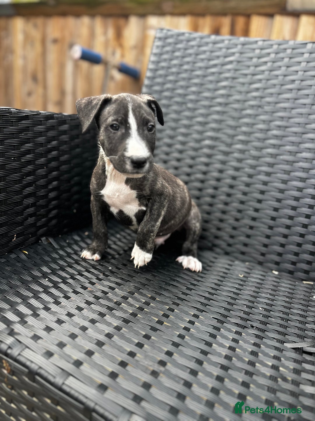 English Bull Terrier dogs for sale: English bull terrier (Working lines) - Image 4