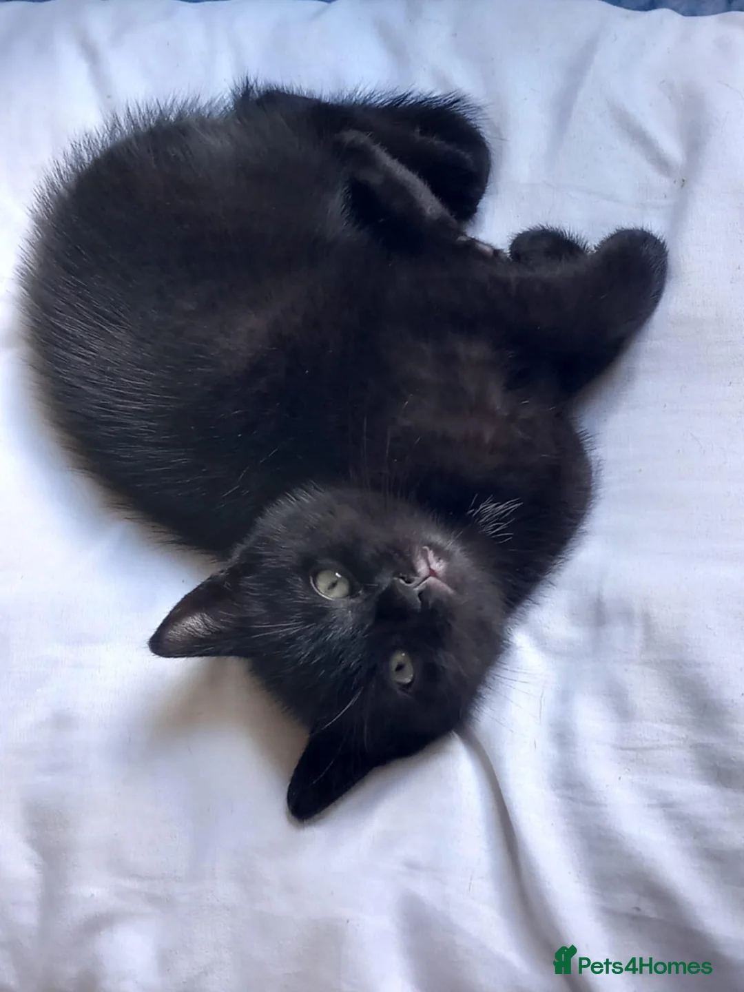 British Shorthair cats for sale: Black cute short-haired Kittens - Advert 2