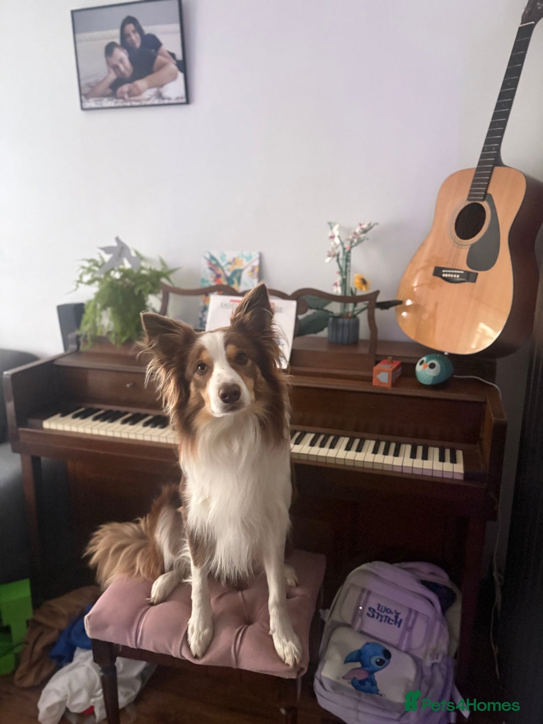 Border Collie dogs for stud: KC Border Collie for stud in Mansfield - Advert 13