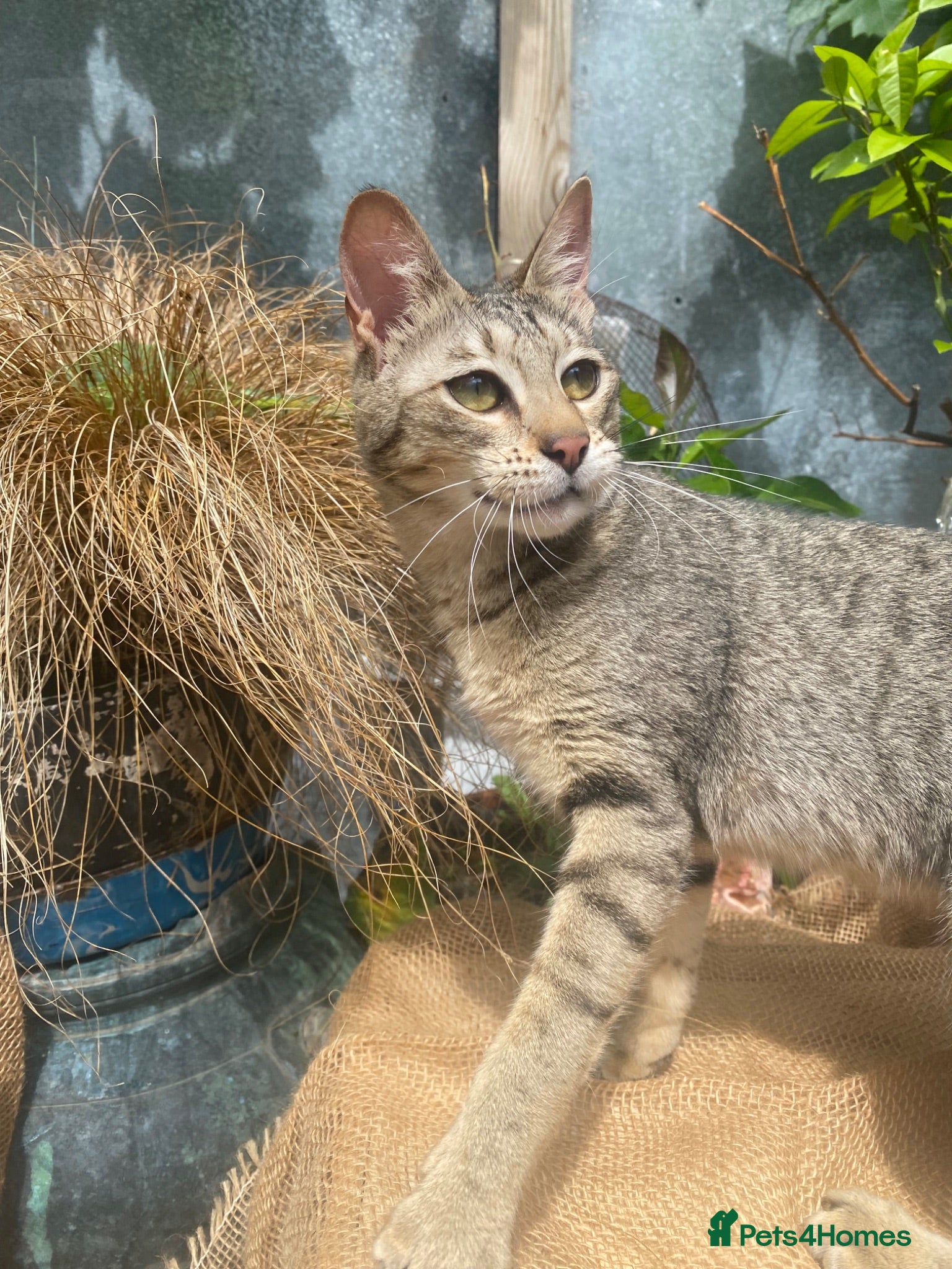 Savannah cats for sale: FULL PEDIGREE SAVANNAH girl KITTEN F5 SBT - Advert 3
