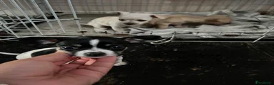 Chihuahua 3