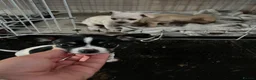Chihuahua dogs for sale: Stunning cutie chihuahua  - Advert 15