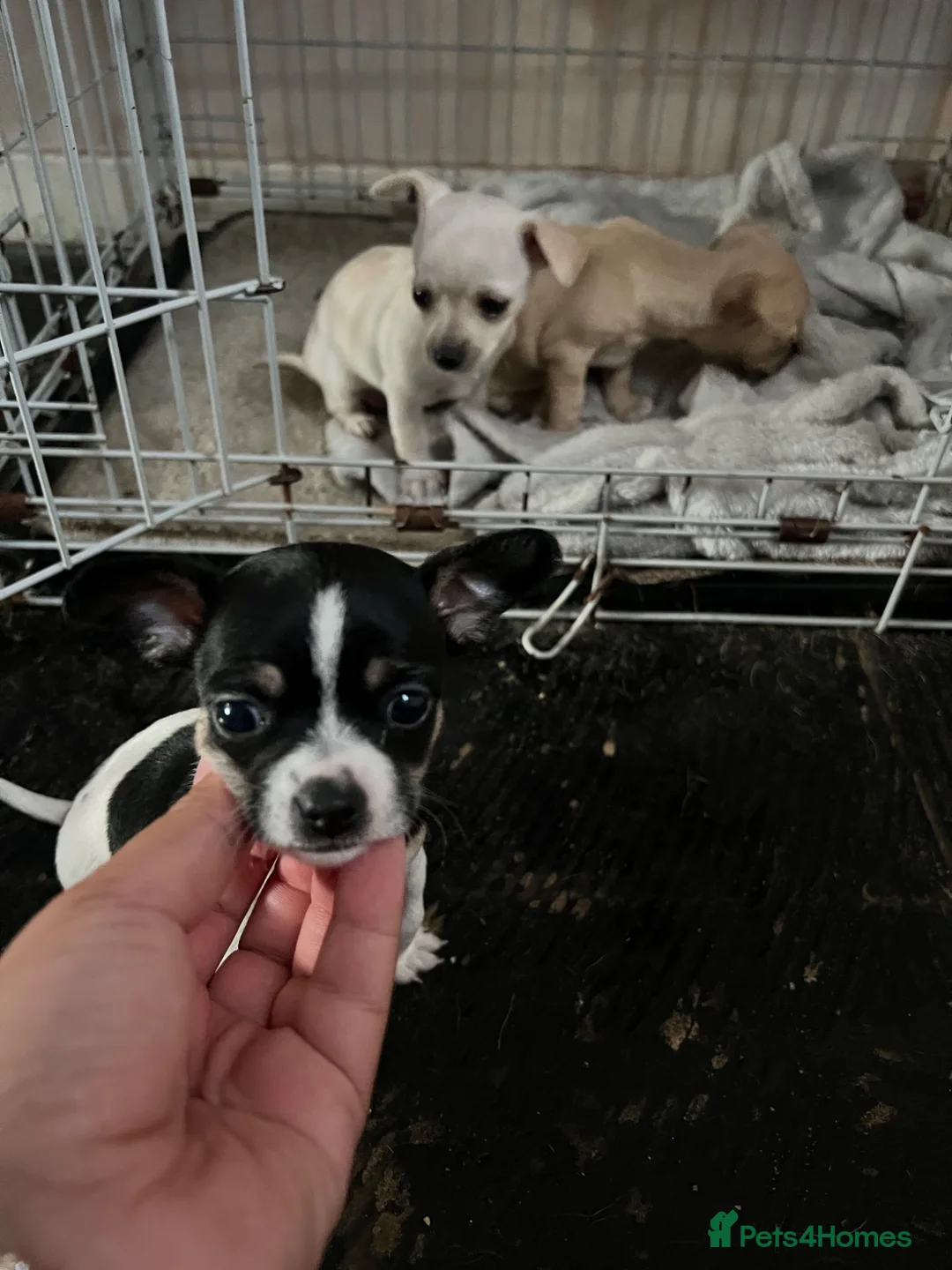 Chihuahua dogs for sale: Stunning cutie chihuahua  - Advert 15