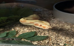 Boa Snake reptiles for sale: Adult Sunglow Boa Male - Advert 1