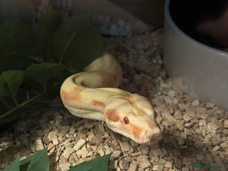 Boa Snake reptiles Adult Sunglow Boa Male - Advert 1