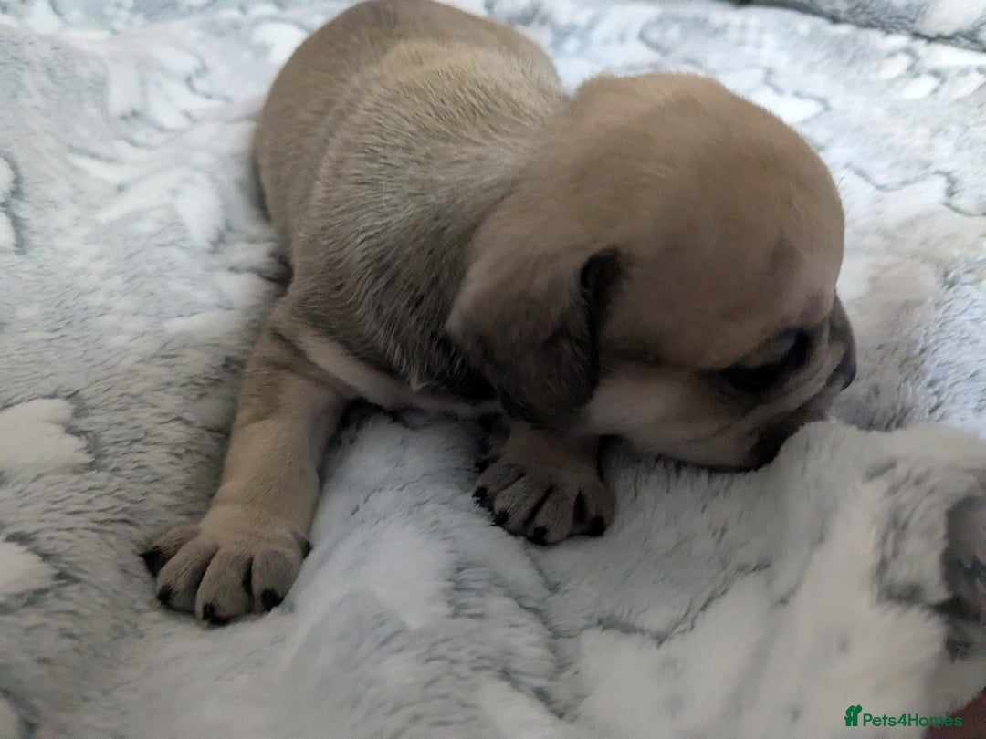Mixed Breed dogs for sale: Frenchie x staff  - Advert 12
