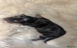 Chiweenie dogs for sale: Gorgeous Mini Dachshund X Puppies🐾 - Image 6