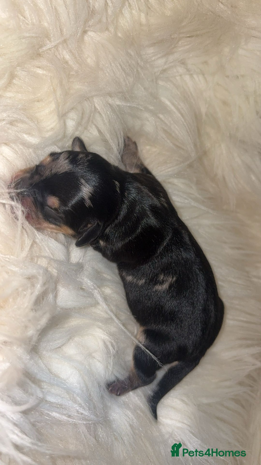 Chiweenie dogs for sale: Gorgeous Mini Dachshund X Puppies🐾 - Image 6