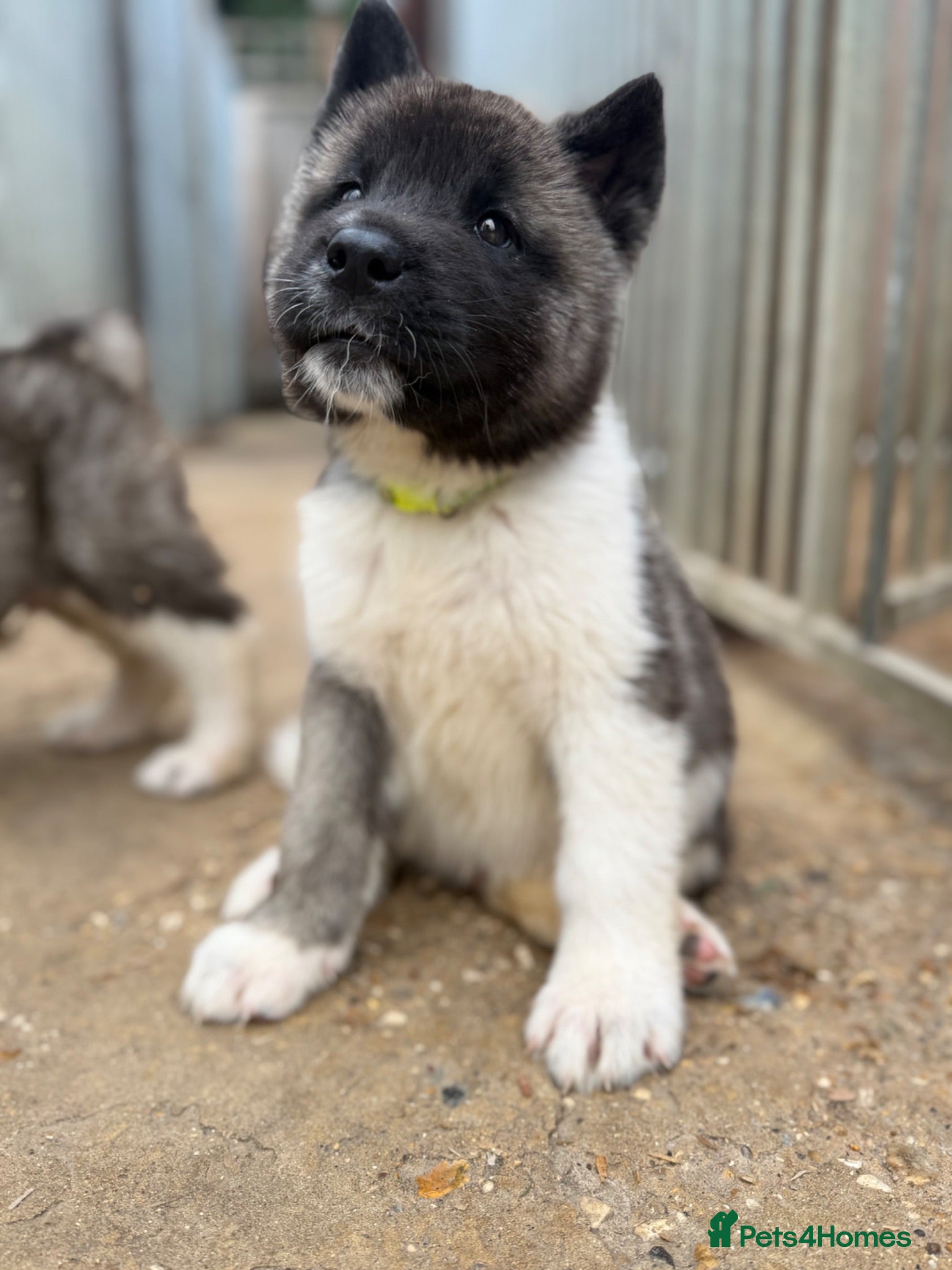 Akita dogs KC Reg American Akita puppies - Advert 2