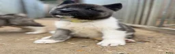 Akita dogs for sale: KC Reg American Akita puppies - Advert 5