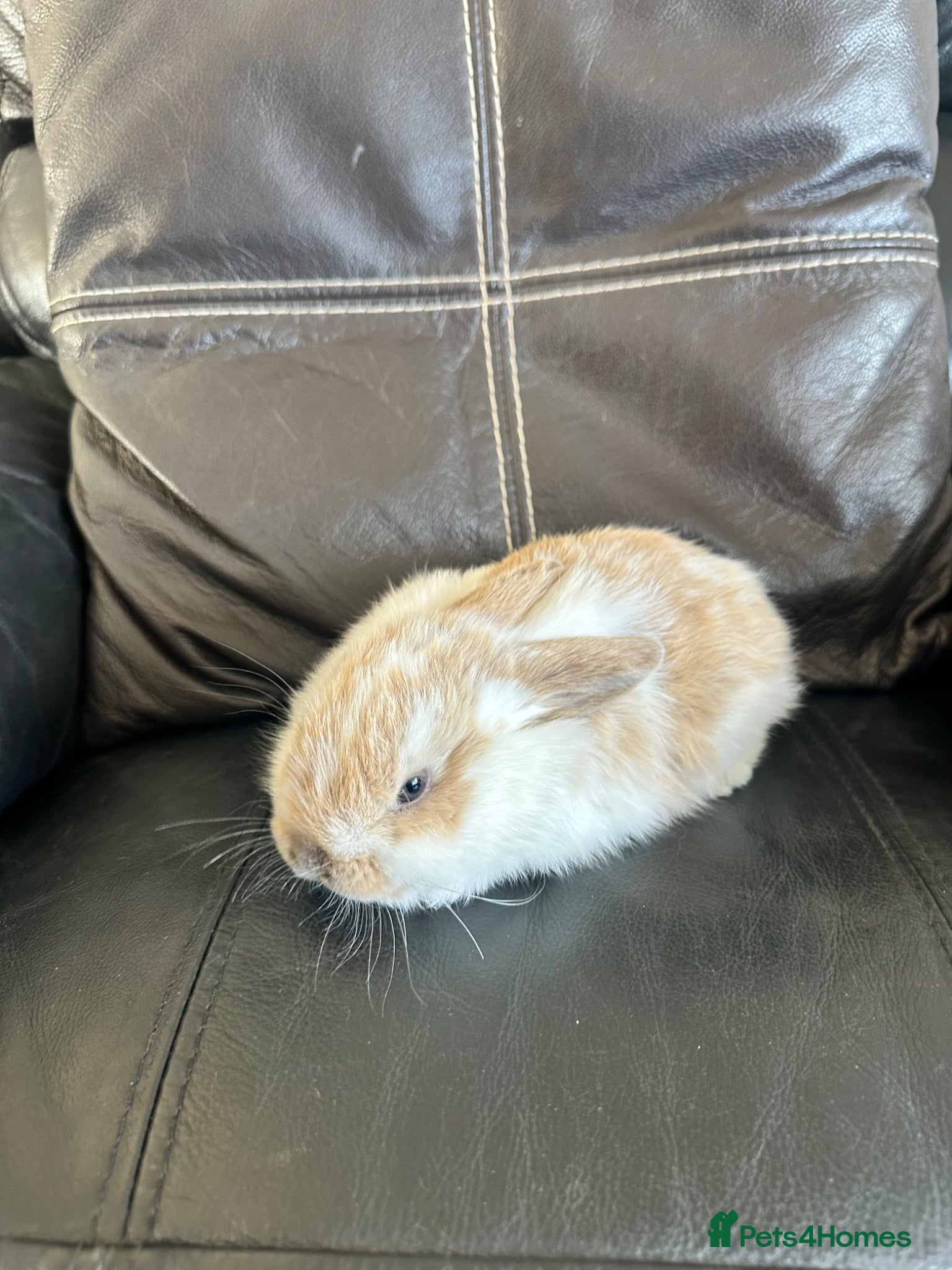 Mini Lop rabbits  Mini lop available ready to leave now three boys - Advert 2