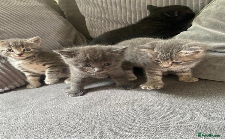 Mixed Breed cats - Advert 7
