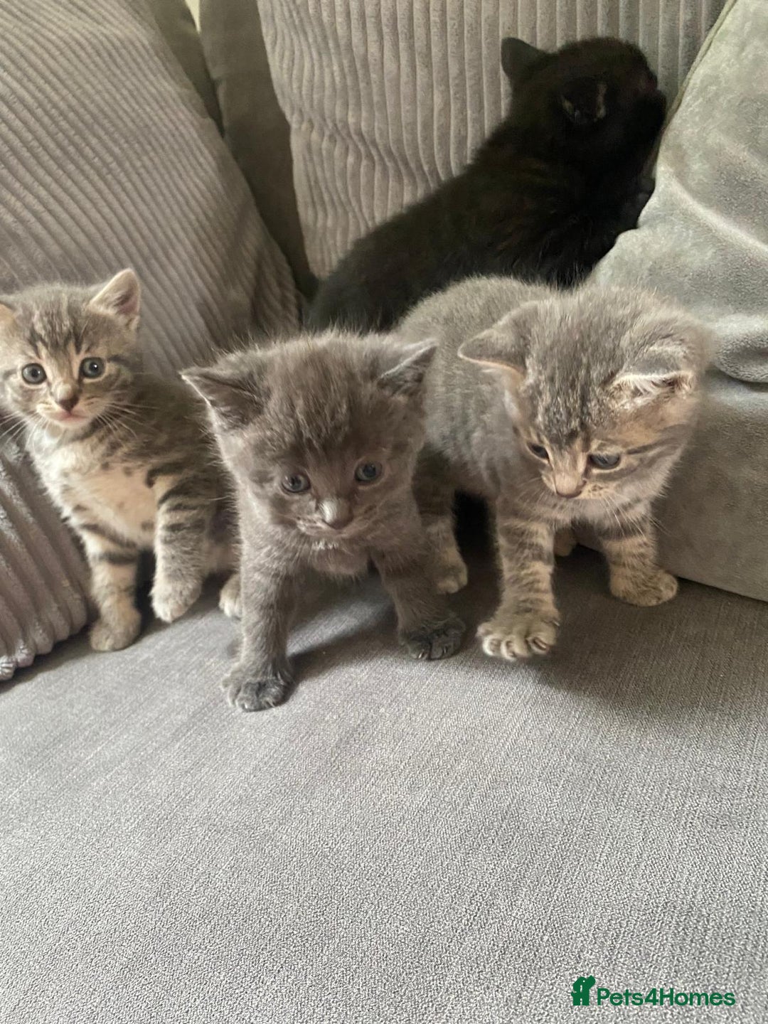 Mixed Breed cats for sale: Stunning kittens  - Image 1