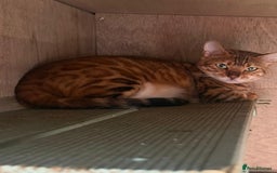 Bengal cats for sale: 2 Sweet Girls NOT spayed  - Image 9