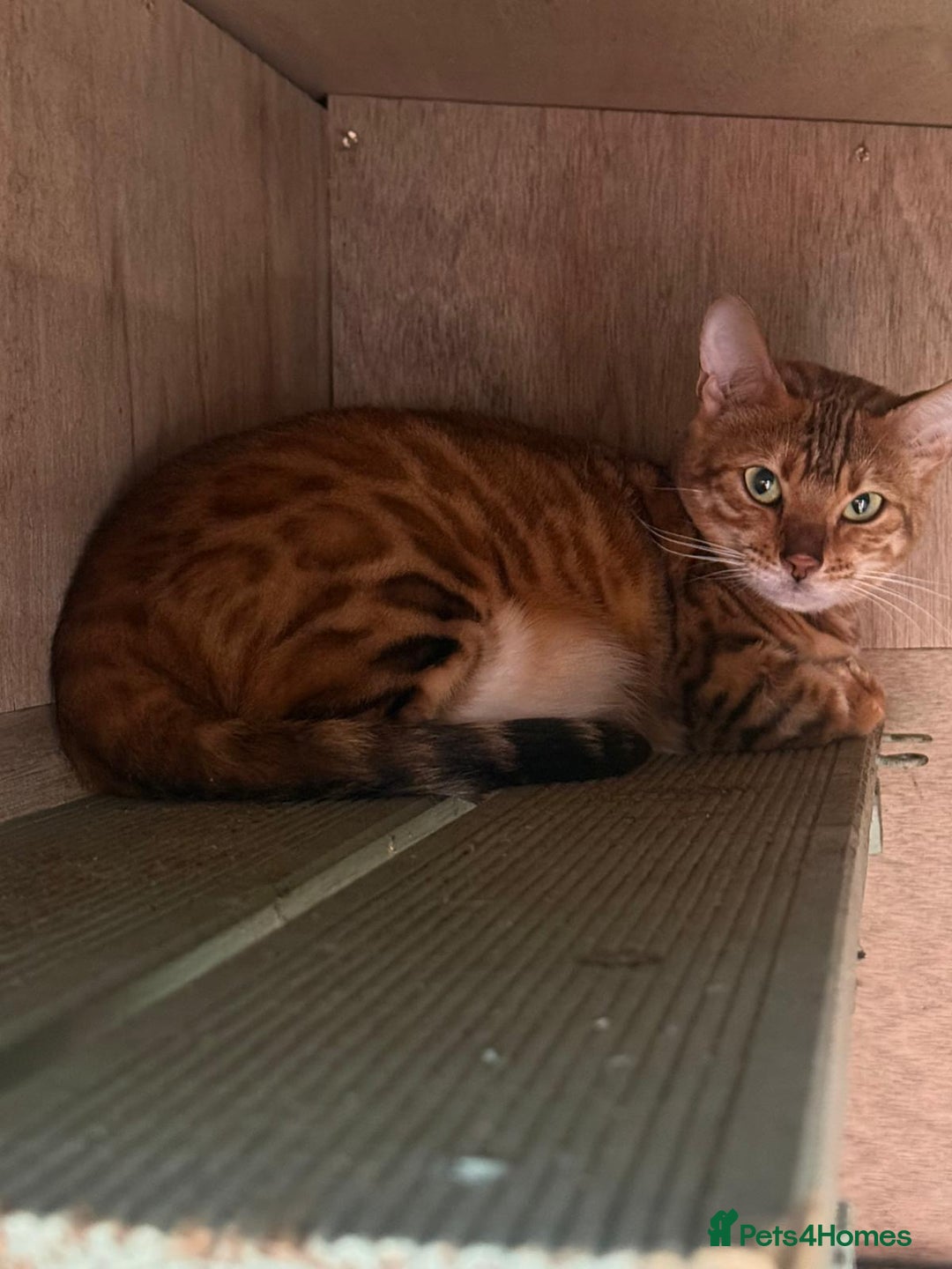 Bengal cats for sale: 2 Sweet Girls NOT spayed  - Image 9