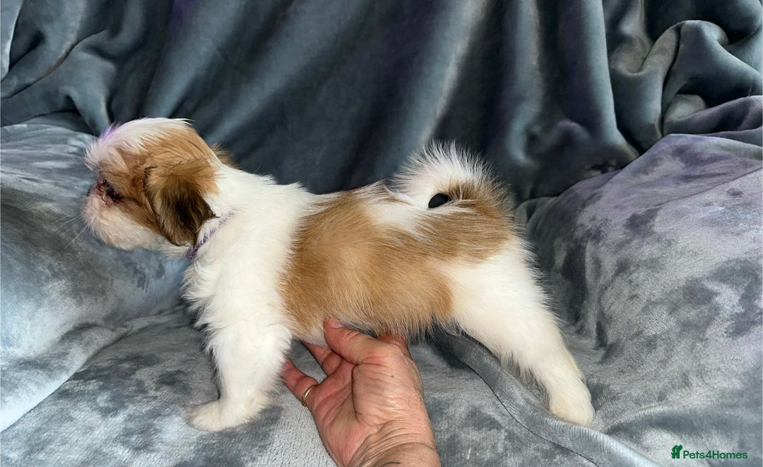Lhasa Apso dogs for sale: KC Reg Lhasa pup READY TO GO - Advert 11